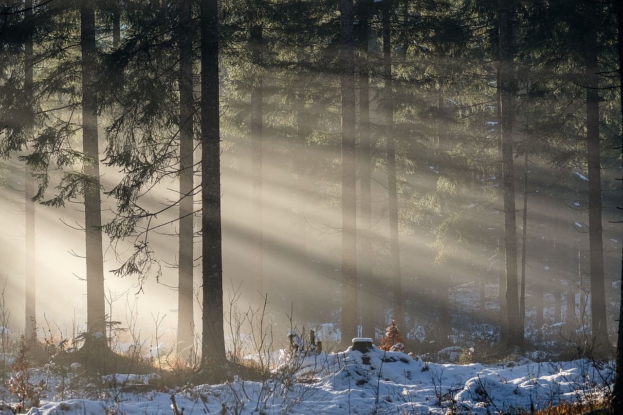 Winterwald mit wenig Schnee und Sonnenstrahlen, die durch die Tannen fallen